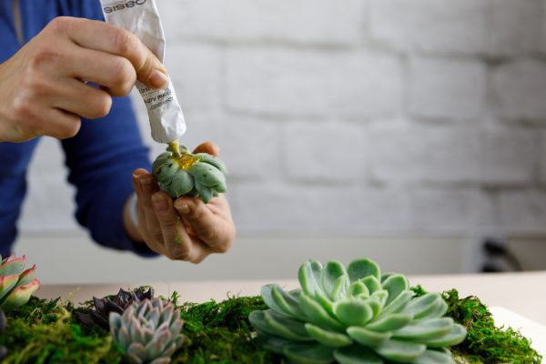 A Succulent garden with a modern approach. Step by step or DIY. Learn How