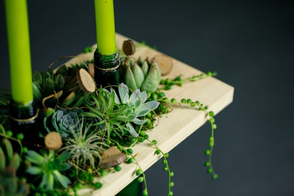 A Succulent garden with a modern approach. Step by step or DIY. Learn How